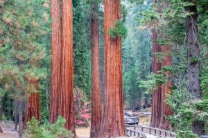 USA California Sequoia National Park unsplash