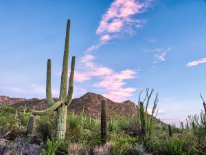 USA Arizona Tucson Saguaro unsplash